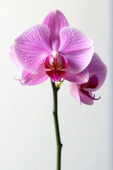 Obraz premium Single rosy orchid, lush petals, pristine white backdrop , beauty, isolated, bloom