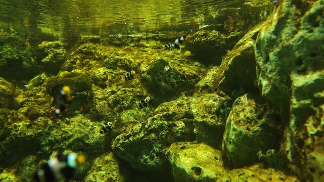 Sea fish swim in salt water as worm eye view in under the sea in aquarium. Many jelly fish move around and see the light and wave. Sea life as diver view.