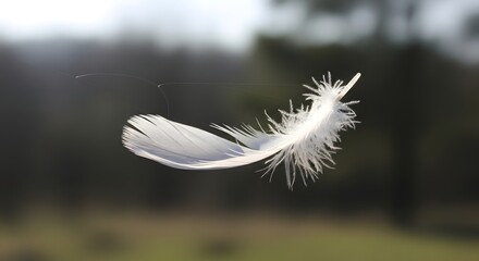 Close-up of a delicate white feather floating in the air with a blurred natural background behind it
