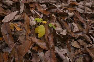 Small Green Sprout Emerging from Fallen Leaves