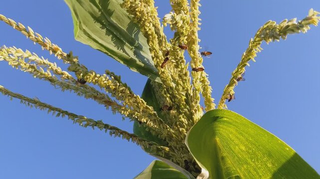 Bees pollinating bright yellow corn tassels against a clear blue sky