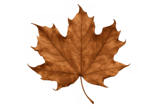 Brown maple leaf representing autumn and fall season, dry natural organic foliage with veins on transparent background