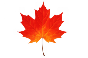Vibrant red and orange maple leaf with stem, symbolizing autumn season and canadian identity, transparent background