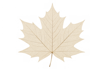 Dried beige maple leaf displaying natural texture and a skeletal pattern on a transparent background
