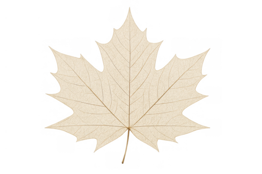 Dried beige maple leaf displaying natural texture and a skeletal pattern on a transparent background - Powered by Adobe