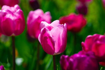 Obraz premium Pink spring flowers tulips. Spring background for Easter or Valentines Day. Beautiful bouquet of tulips in spring with blurred background. Bright purple color of blossom tulips. Violet Spring flower.