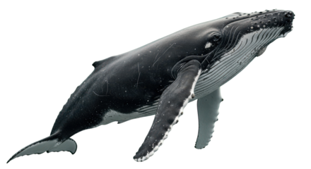Humpback whale swimming underwater isolated on Transparent Background
