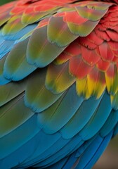 Obraz premium Colorful Bird Feathers Close Up - Vivid macro shot showcases vibrant plumage of bird. Close up detail of feathers with striking colors and textures