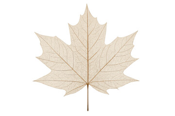 Fototapeta premium Maple leaf skeleton with intricate veins, representing autumn, nature's cycle, and botanical beauty on transparent background