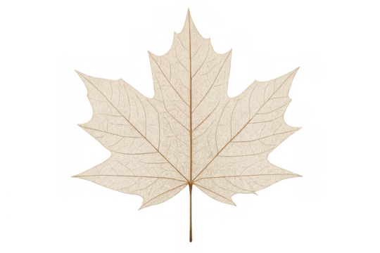 Maple leaf skeleton with intricate veins, representing autumn, nature's cycle, and botanical beauty on transparent background