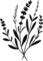 Simple black and white illustration depicting a sprig of lavender with delicate leaves