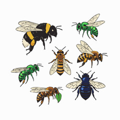 A set of different  kinds of bees, vector
