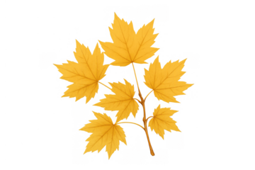 Yellow maple leaves on branch, representing autumn season, fall foliage and nature designs, transparent background
