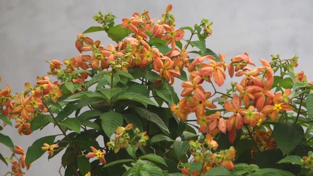 Mussaenda Flowers or Bunga Nusa Indah Swaying in the Wind in Tropical Garden