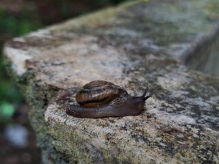 A small terrestrial garden snail with a brown spiral shell crawls slowly across a textured, lichen-covered concrete surface after rain.