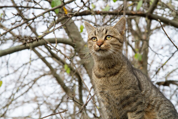 Obraz premium Portrait of a young gray cat in the branches of an autumn tree. Cat sitting on a tree and looking into the distance