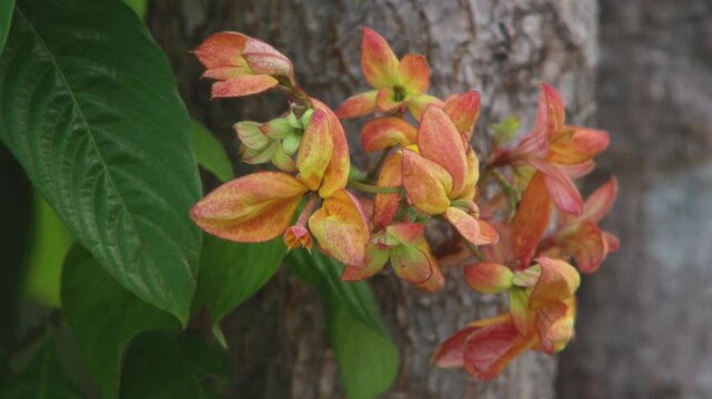Close Up of Mussaenda Flowers or Bunga Nusa Indah in Tropical Garden