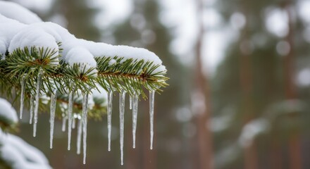 Winter's Icy Embrace: A macro shot captures the delicate beauty of a snow-laden evergreen branch adorned with glistening icicles, with a blurred backdrop.
