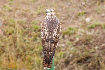 Hawk Perched in Colorado Landscape