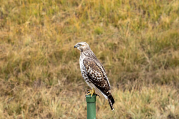 Hawk Perched in Colorado Grassland