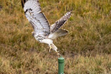 Hawk Taking Flight in Colorado Grassland