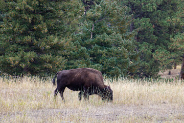 Bison Grazing in Colorado Field