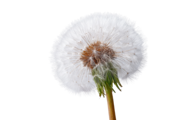 Close up of a white dandelion seed head with brown center and green stem image, Png, Isolated on Transparent Background, Cut Out