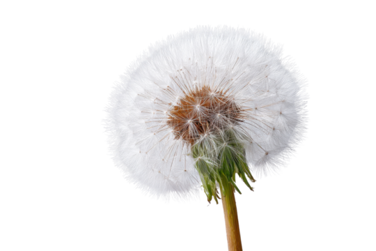 Close up of a white dandelion seed head with brown center and green stem image, Png, Isolated on Transparent Background, Cut Out