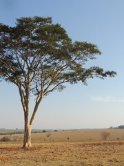 Beautiful tree in the field - Brazil
