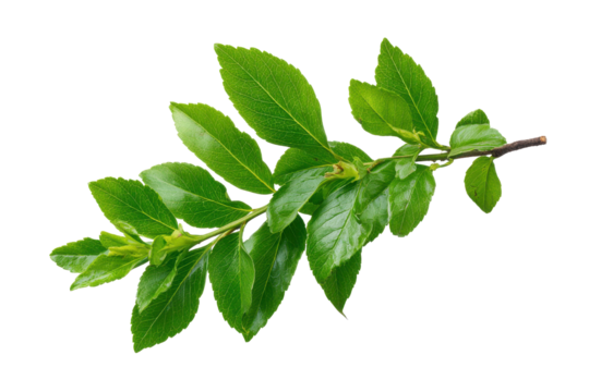Green branch with fresh leaves isolated on black background studio shot leaf plant, Png, Isolated on Transparent Background, Cut Out