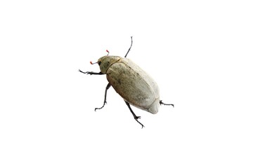 Large Scarab Beetle (Lepidiota stigma) Isolated on Clean White Background