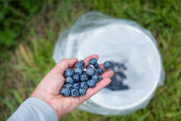 Caucasian female hand dropping handful of Duke variety blueberries into a white bucket, U-pick farm field, summer harvest of tasty healthy and nutritious berries, Carnation, Washington