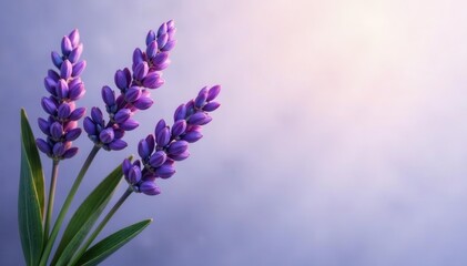 Single line lavender bunch, elegant organic design , graphics, relax