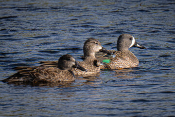 Blue winged teal swimming in Florida