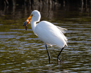 Great Egret eating a fish