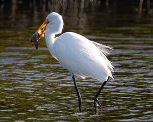Great Egret eating a fish