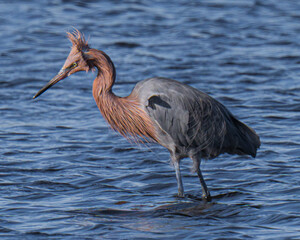 Reddish Egret feeding in Merritt Island, Florida