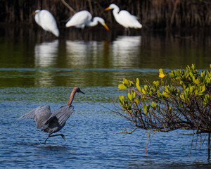 Reddish Egret feeding in Merritt Island, Florida
