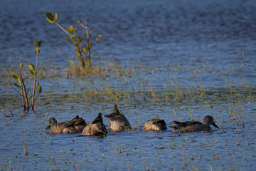 Blue winged teal feeding in Merritt Island, Florida