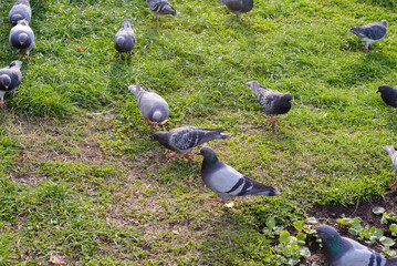 Pigeons in a group in the sun in a pedestrian area in the center of Timisoara in Romania