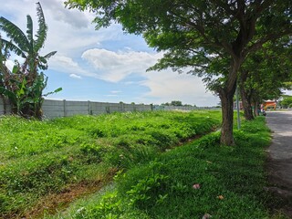 palm trees in the park