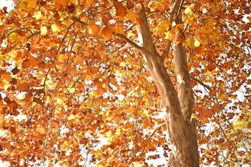 Bright Orange Autumn Leaves Viewed from Below