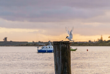 White-fronted tern or sterna striata landing on old wharf pole with chick on top in front of red sky over harbour