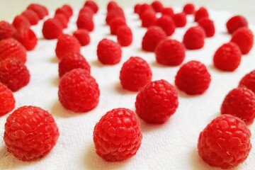 Freshly Washed Raspberries Neatly Arranged in Rows