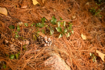 Small Green Plant Growing on Pine Needle Forest Floor
