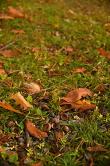 Fallen Autumn Leaves on Green Grass