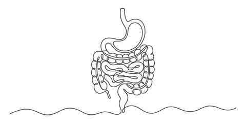 Continuous line drawing of the human digestive system, illustrating stomach, small and large intestines for medical concepts