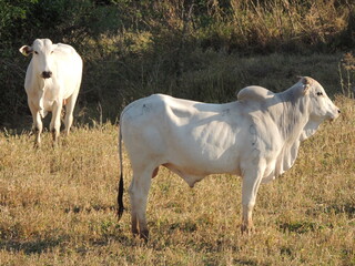 Cattle farm in Brazil - Araçatuba - São Paulo
