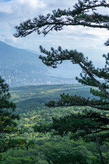 A magnificent view from the mountain of the city and the sea through the coniferous vegetation. Vertical.