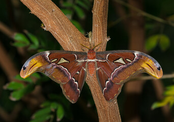 Atlas moth (Attacus atlas), a large tropical moth, perched on a tree, wings opened. One of the largest moths in the world.   